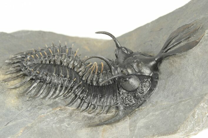 Short Trident Walliserops Trilobite - Timrzit, Morocco #179515